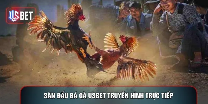 Sân đấu đá gà USBET truyền hình trực tiếp